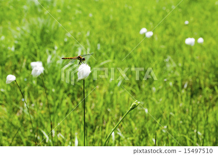 Dragonfly of Oze Oi River 15497510