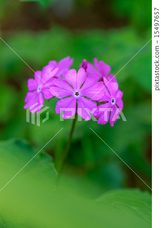 櫻桃樹植物 櫻桃樹植物 15497657