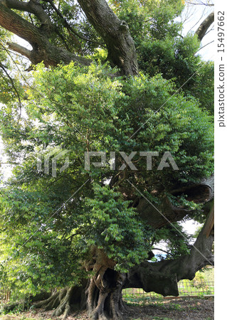 The vertebra of Kabibuchi (Kimitsu City, Chiba Prefecture) The vertebra of Kabibuchi (Kimitsu City, Chiba Prefecture) 15497662