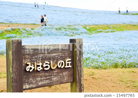 Nemophila Hill 15497765