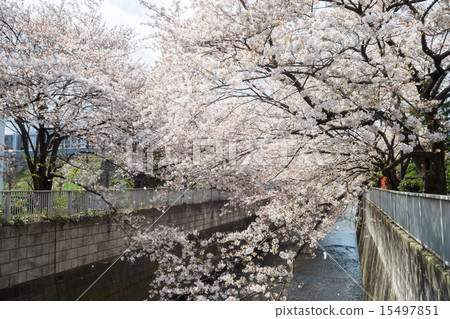 Cherry blossoms along the Higashinakano Kanda river 15497851