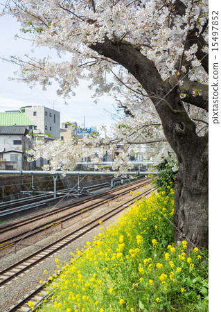 東中野軌道的櫻花 15497852
