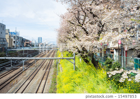 Cherry blossoms along Higashi Nakano track 15497853