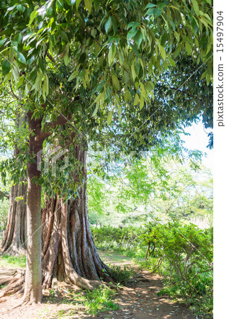 新鮮的綠色Zenfukuji公園 15497904