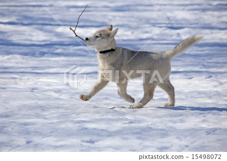 Funny Puppy Husky is a twig 15498072