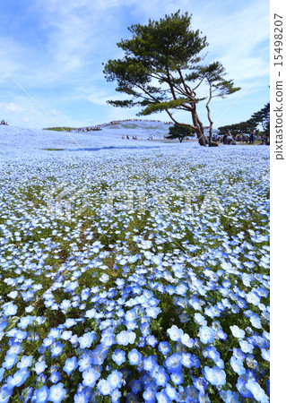 Nemophila blooming on the hill of Miharashi Nemophila blooming on the hill of Miharashi 15498207