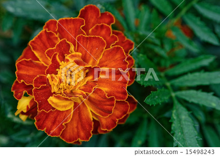 African Marigold blossom 15498243