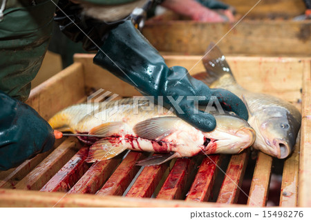 Gutting carp 15498276