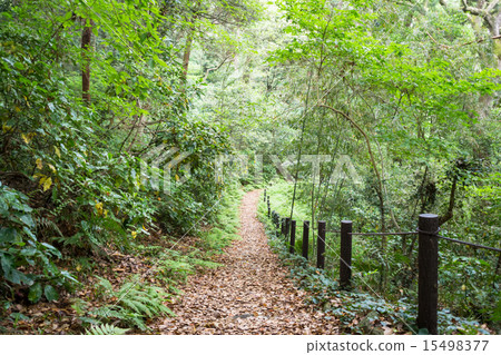 Manazuru Peninsula Nature Park Forest Bath Promenade Manazuru Peninsula Nature Park Forest Bath Promenade 15498377