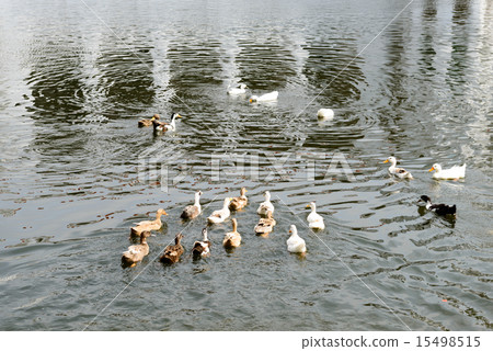 Hussaini Dalan 15498515