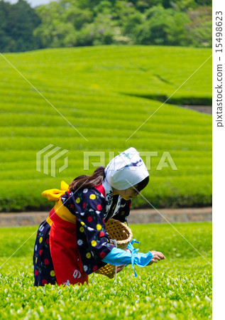 茶採摘女孩 15498623