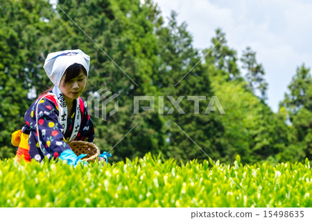 茶採摘女孩 茶採摘女孩 15498635