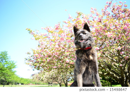 盛開了♪ 15498647