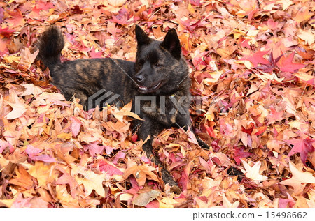 It's autumn♪ It's autumn♪ 15498662
