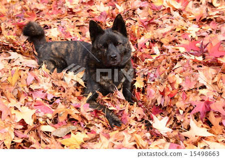 是秋天♪ 15498663