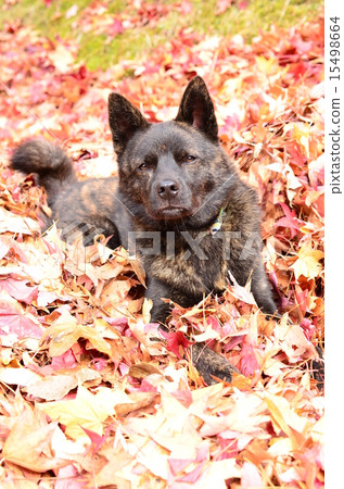 It's autumn♪ It's autumn♪ 15498664
