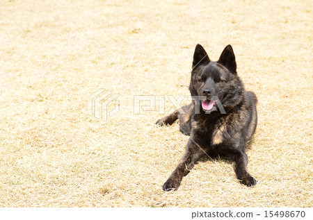 It's warm♪ 15498670