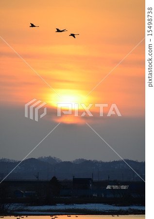 Sunset and swan 15498738
