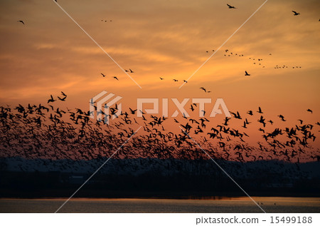 A group of magans 15499188