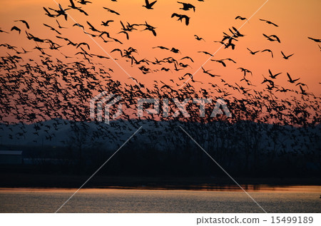 A group of magans 15499189