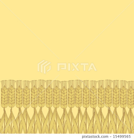 wheat harvest background wheat harvest background 15499565