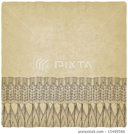 wheat harvest old background wheat harvest old background 15499566
