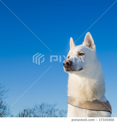 Portrait of a white dog Portrait of a white dog 15500866