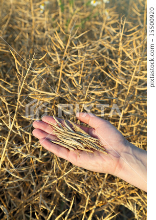 Agriculture Agriculture 15500920