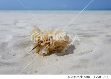 Coral Zanzibar Coral Zanzibar 15501084