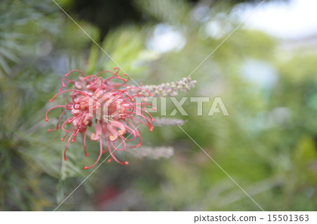 初夏花Grevirea 1 15501363