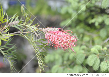 初夏花灰色別墅2 初夏花灰色別墅2 15501364