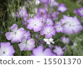Early summer flowers Agrostema 3 15501370