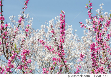 Cherry blossom, spring, peach blossom 15501542
