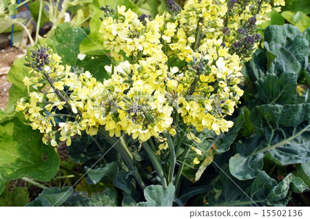 紫色花椰菜花 紫色花椰菜花 15502136