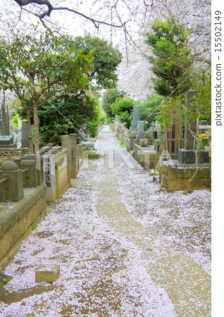 在Yanaka公墓的櫻花 15502149