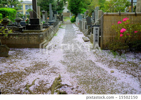 在Yanaka公墓的櫻花 15502150