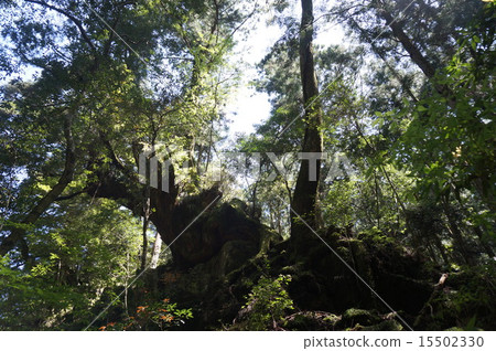 Kumano Kodo 15502330