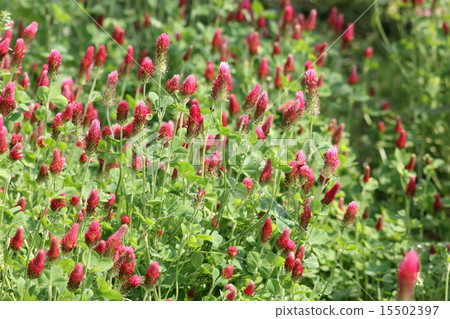 Crimson Clover 08 15502397