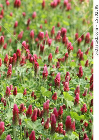 Crimson Clover 09 15502398