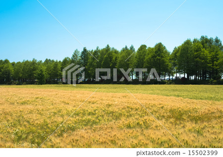 Wheat field with trees Wheat field with trees 15502399