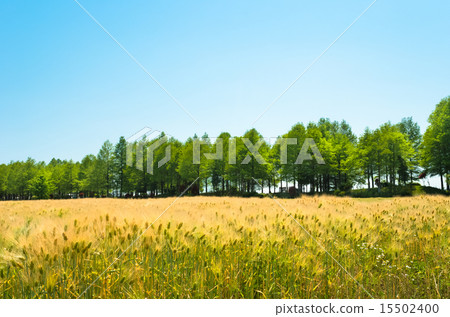 Wheat field with trees 15502400