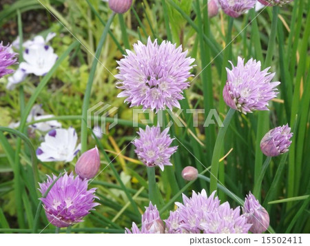 Chives 15502411