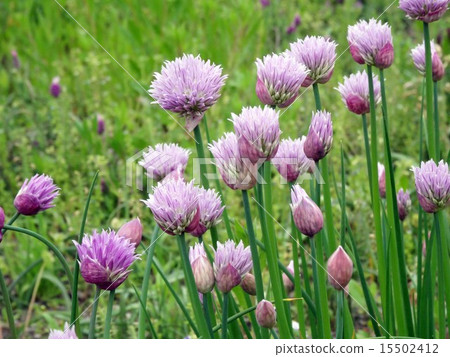 Chives 15502412