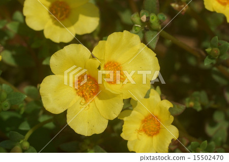 Matsuba button 15502470