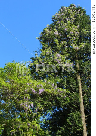 Yamahaji花 15502483