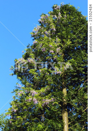 Yamafuji Yamafuji 15502484