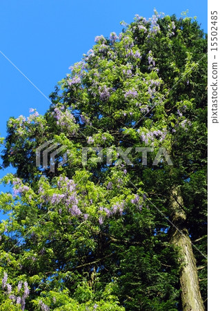 Yamahaji花 15502485