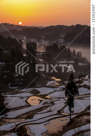 Rice terrace 15502497