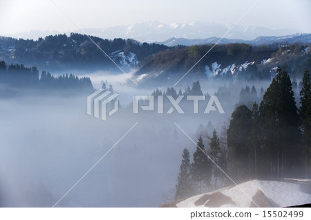 Morning morning of rice terraces 15502499