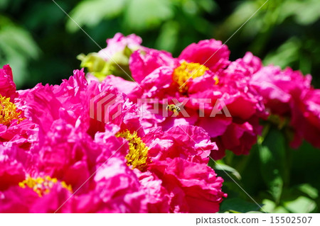 Peony plus bee 15502507